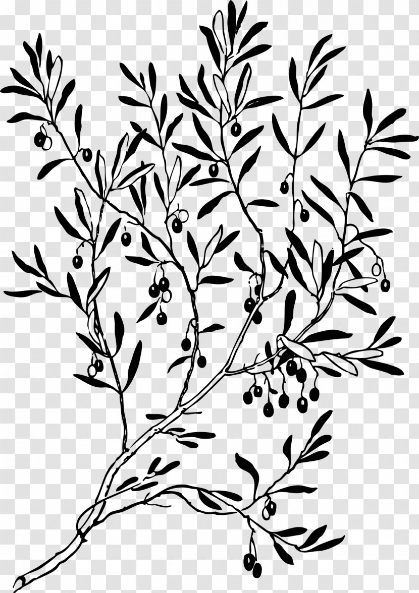 Olive Branch Line & Form Clip Art - Tree - Leaf Transparent PNG