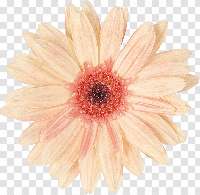Cut Flowers Photography Chrysanthemum Petal - Daisy - Gerbera Transparent PNG