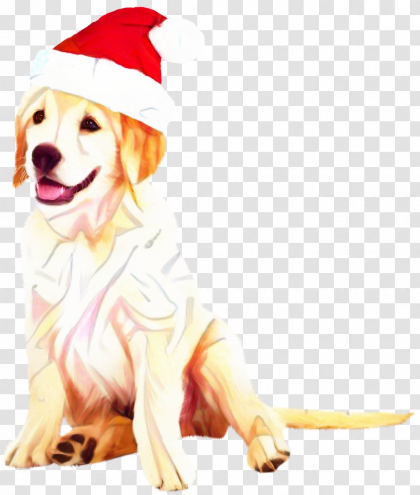 Golden Retriever Background - Setter - Party Hat Costume Transparent PNG