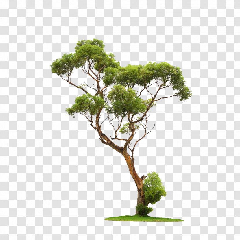 Tree Clip Art Image Architecture - Landscape - Plant Stem Transparent PNG