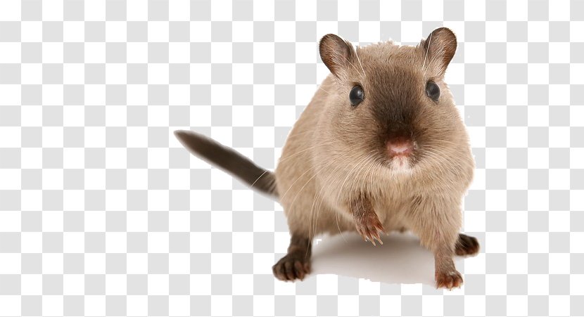Hamster Gerbil Guinea Pig Mouse Pet - Rabbit Transparent PNG