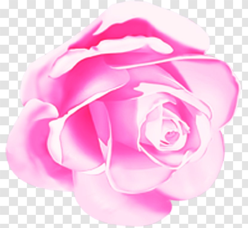 Garden Roses - Magenta Hybrid Tea Rose Transparent PNG