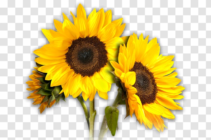 Common Sunflower Clip Art - Sunflowers Transparent PNG