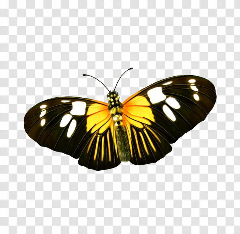 Monarch Butterfly - Invertebrate Transparent PNG