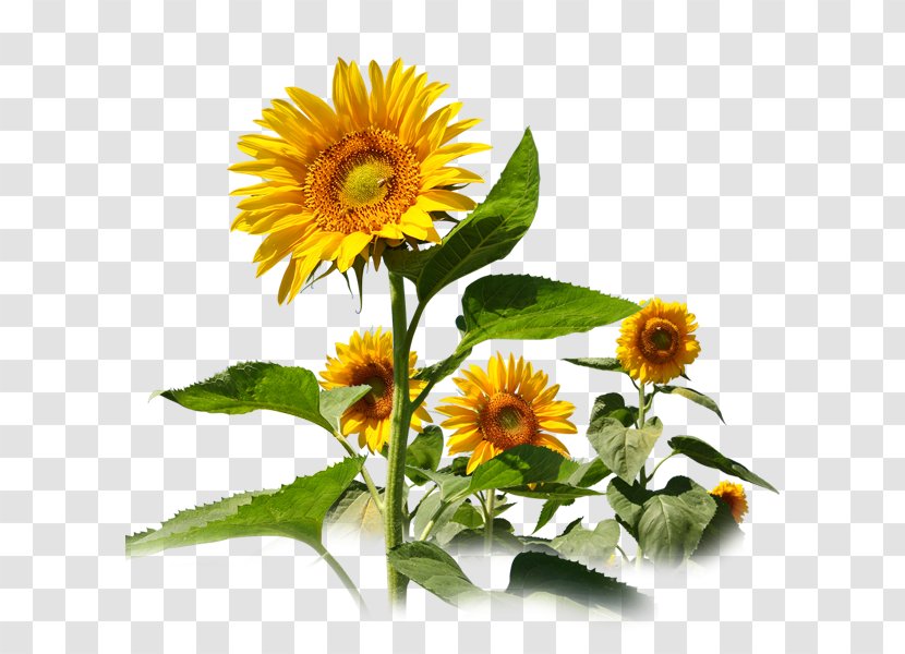 Common Sunflower Travel Service Seed - Daisy Family Transparent PNG