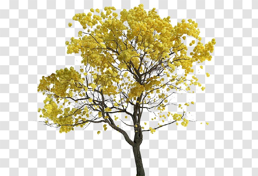 Tree Tabebuia Chrysantha Lossless Compression Transparent PNG