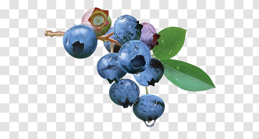 Blueberry Tea Bilberry Fruit - Juniper Berry - Hand-painted Paintings Transparent PNG