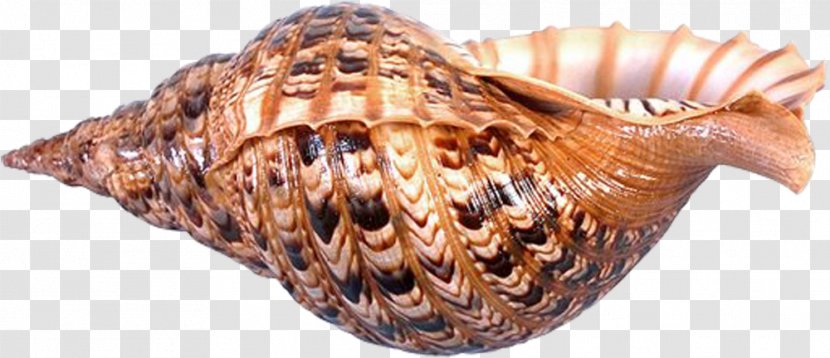 Seashell Sea Snail Conchology Clip Art - Invertebrate Transparent PNG