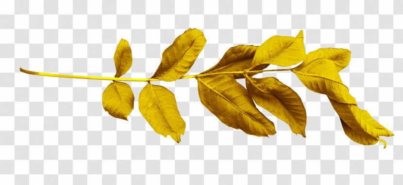 Leaf Branch Gold - 35 Transparent PNG