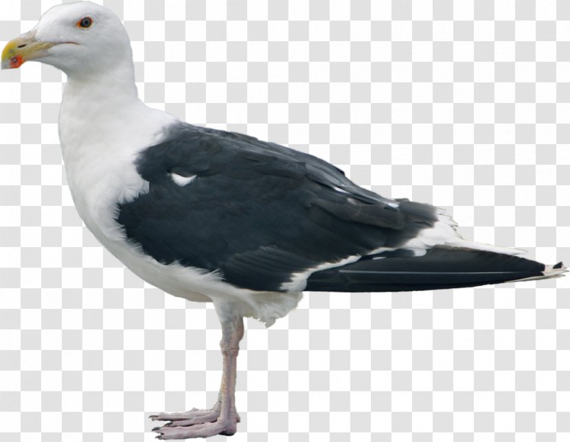 Great Black-backed Gull Gulls Shorebirds European Herring Transparent PNG