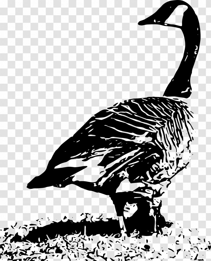 Duck Goose Clip Art Beak Feather - Ducks Geese And Swans - Blackandwhite Transparent PNG