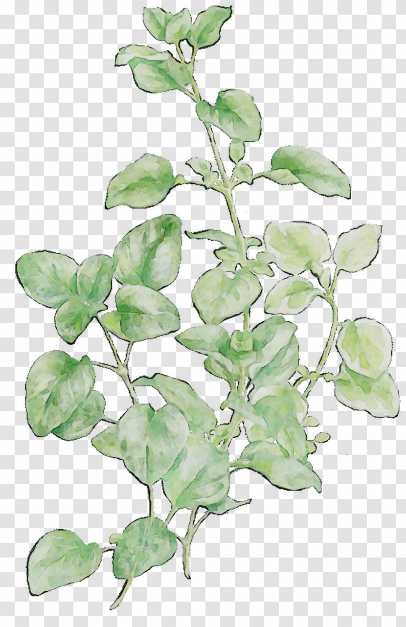 Leaf Plant Stem Herb Plants - Flowering - Houseplant Transparent PNG