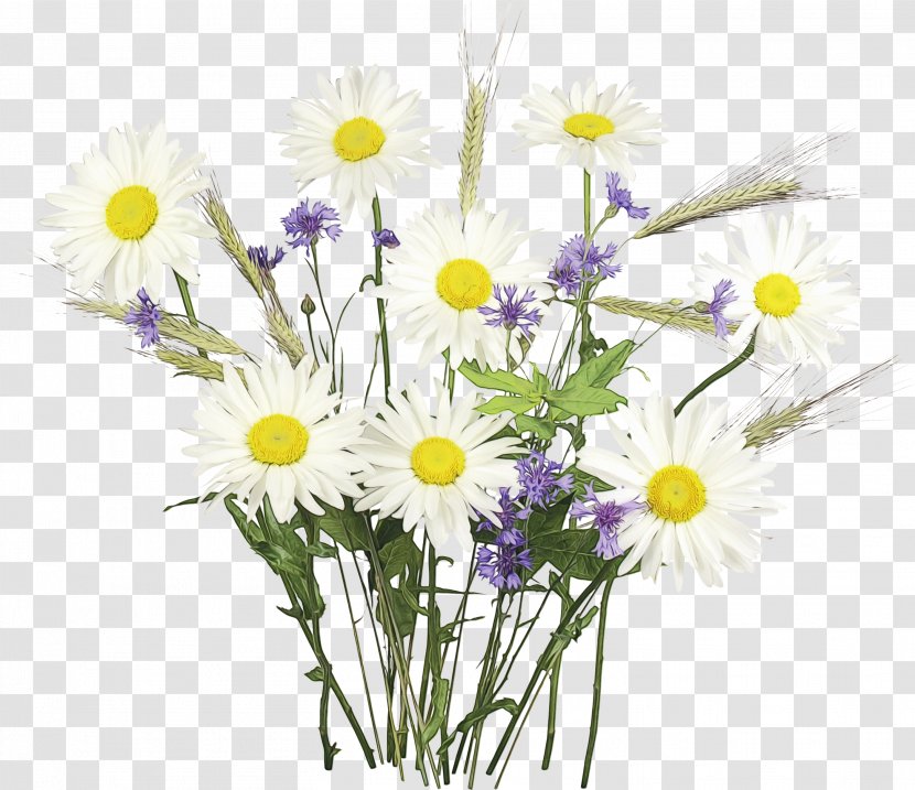 Daisy - Plant - Wildflower Camomile Transparent PNG
