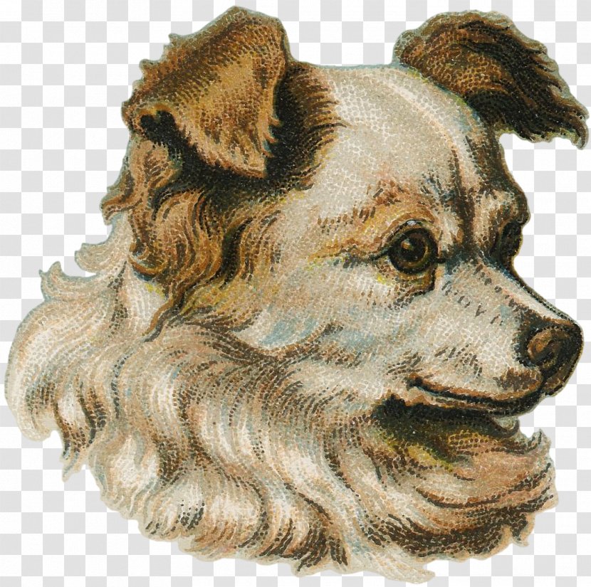 Companion Dog Breed Snout Transparent PNG