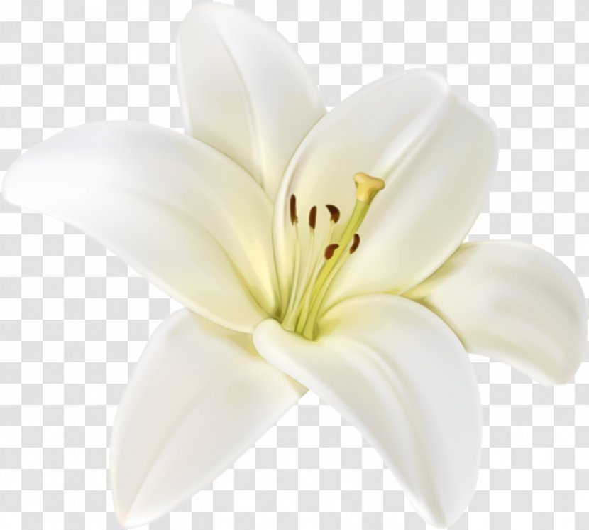 Clip Art Flower Easter Lily Image - Floral Design Transparent PNG