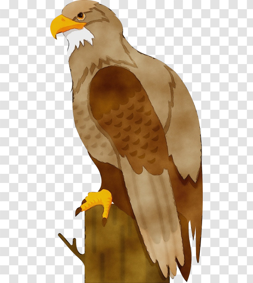 Bird Bird Of Prey Eagle Bald Eagle Hawk Transparent PNG
