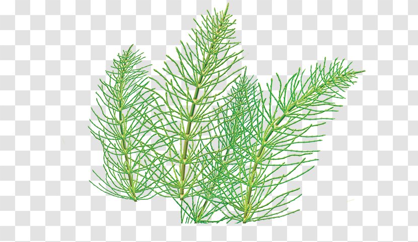 Herbal Tea Field Horsetail Simple Home Remedies - Conifer - Herb Drawing Transparent PNG