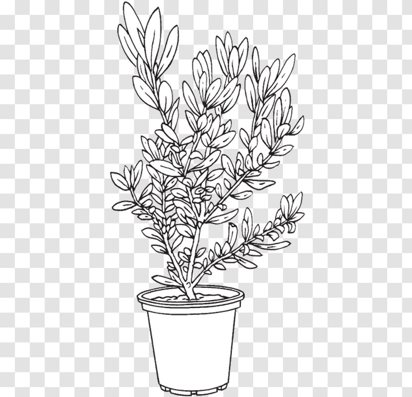 Twig Flowerpot Food Plant Stem - Flowering - Encore Azalea Bushes Transparent PNG