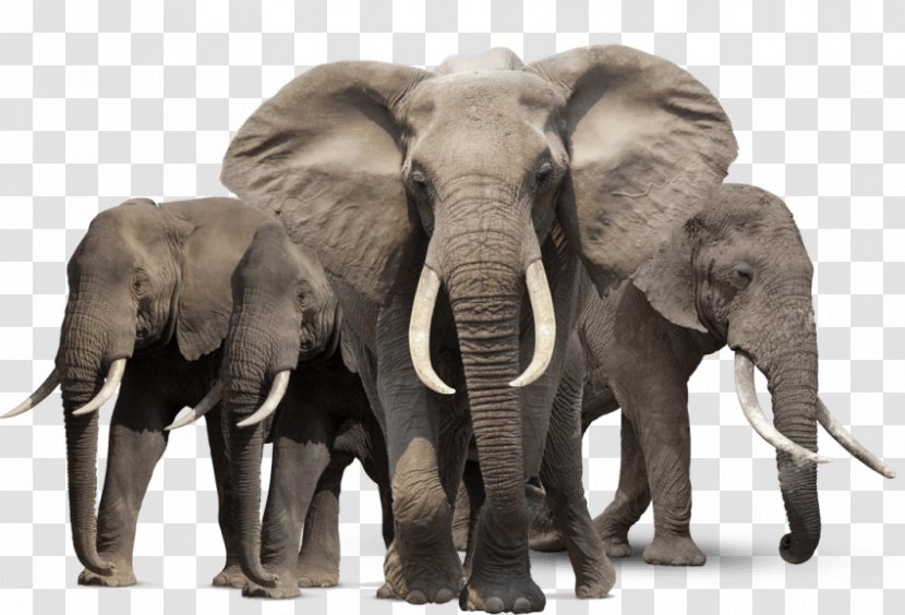 Asian Elephant African Bush Elephants Clip Art Transparent PNG