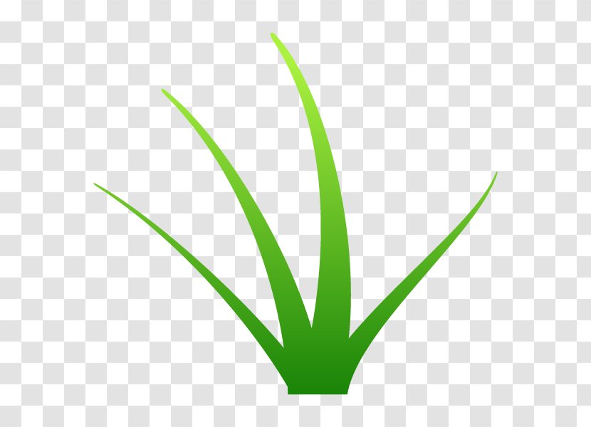 Grasses Leaf Plant Stem Garden Tree - Herbaceous Transparent PNG