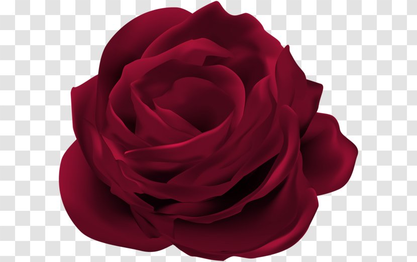 Clip Art Rose Flower Image Graphics - White Transparent PNG