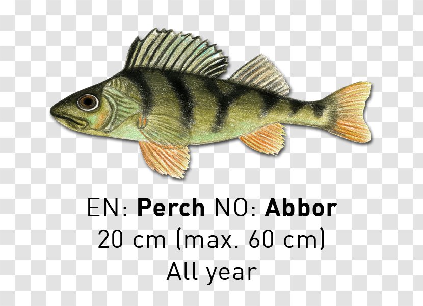 Perch Fish - Seafood - Rivers And Lakes Transparent PNG