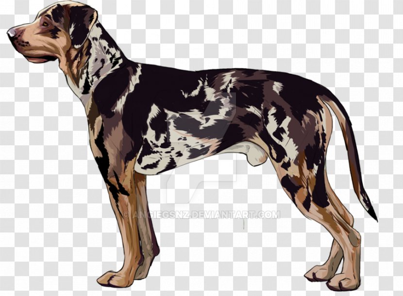 Dog Breed Catahoula Cur English Foxhound Great Dane American Leopard Hound - Parish Louisiana Transparent PNG