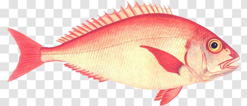 Northern Red Snapper Seabream Fish Products Perch - Pain - Restaurant Transparent PNG