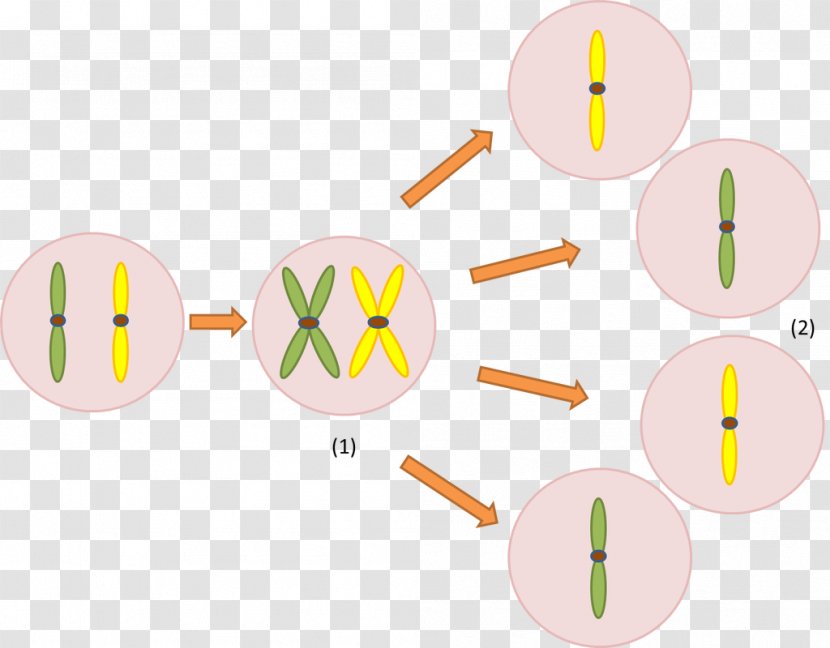 Meiosis Chromosome Cell Genetics Gene Duplication - Yellow Transparent PNG