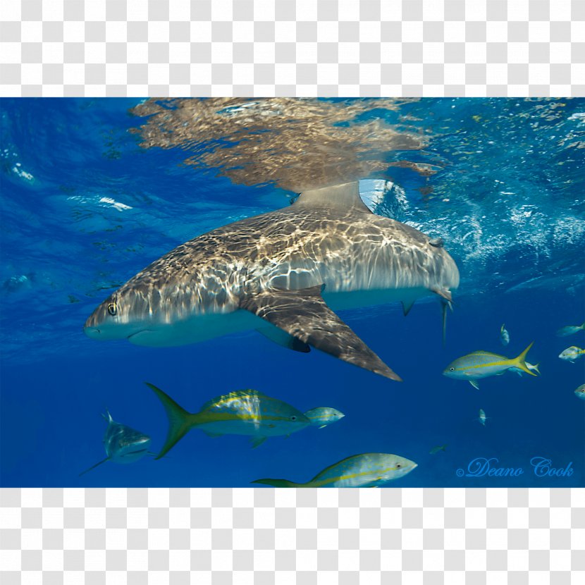 Great White Shark Tiger Caribbean Reef Lemon Transparent PNG
