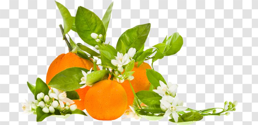 Clementine Orange Blossom Organic Food Bitter - Natural Foods Transparent PNG