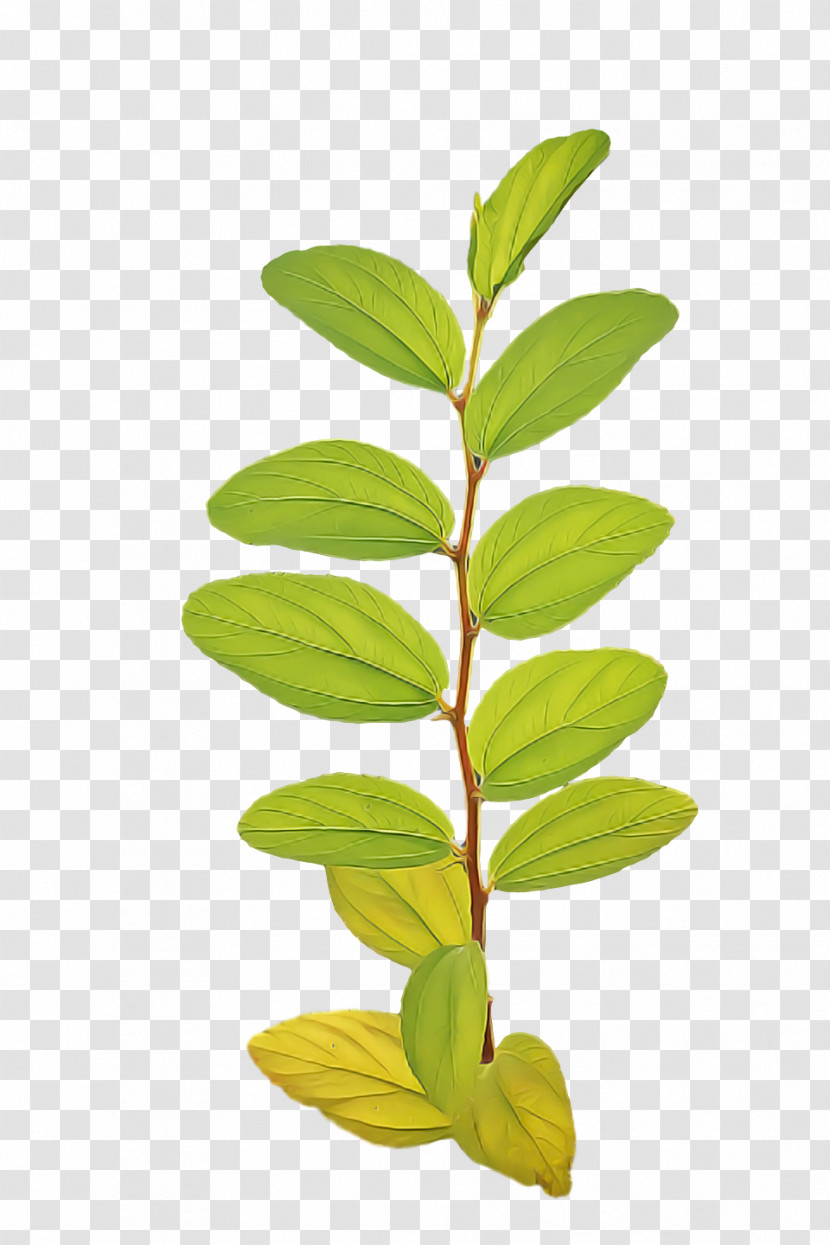Leaf Plant Stem Tree Branch M-tree Transparent PNG