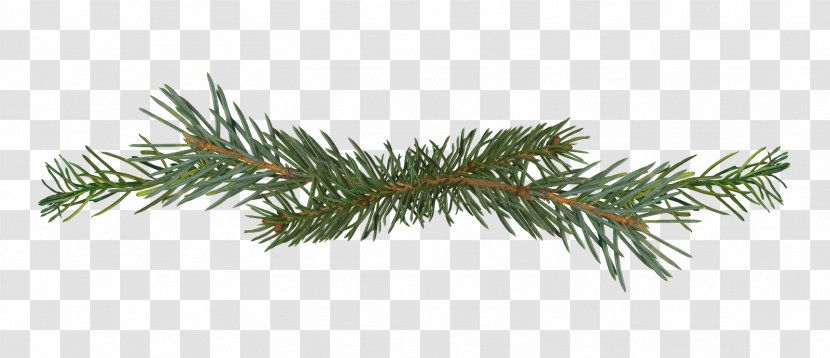 Salix Matsudana Pine Branch Conifer Cone - Christmas Ornament Transparent PNG