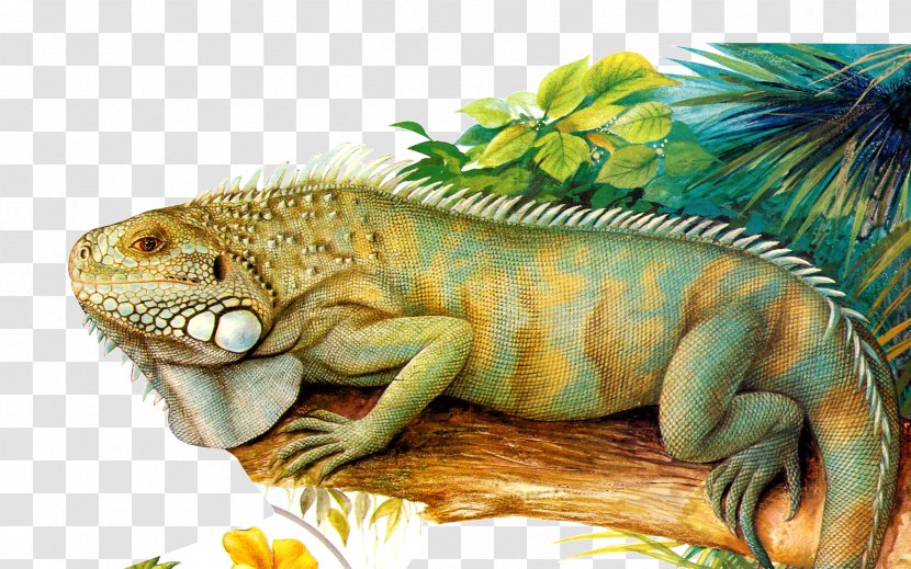 Common Iguanas Chameleons Reptile - Jacksons Chameleon - Picture Material Transparent PNG