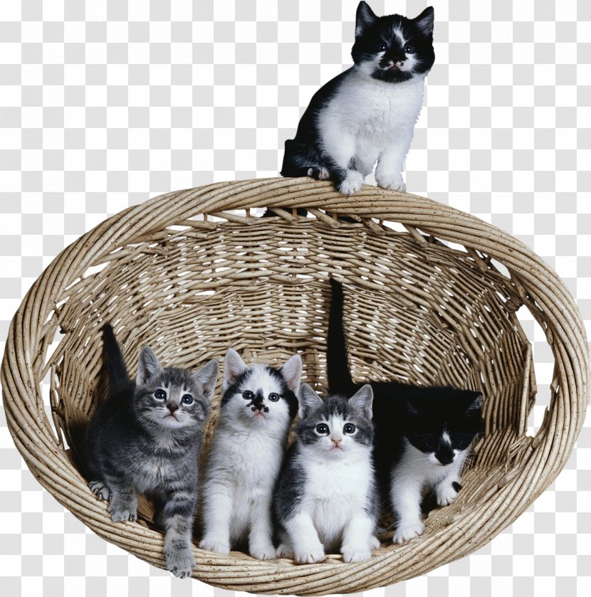 Feral Cat Kitten Clip Art Transparent PNG