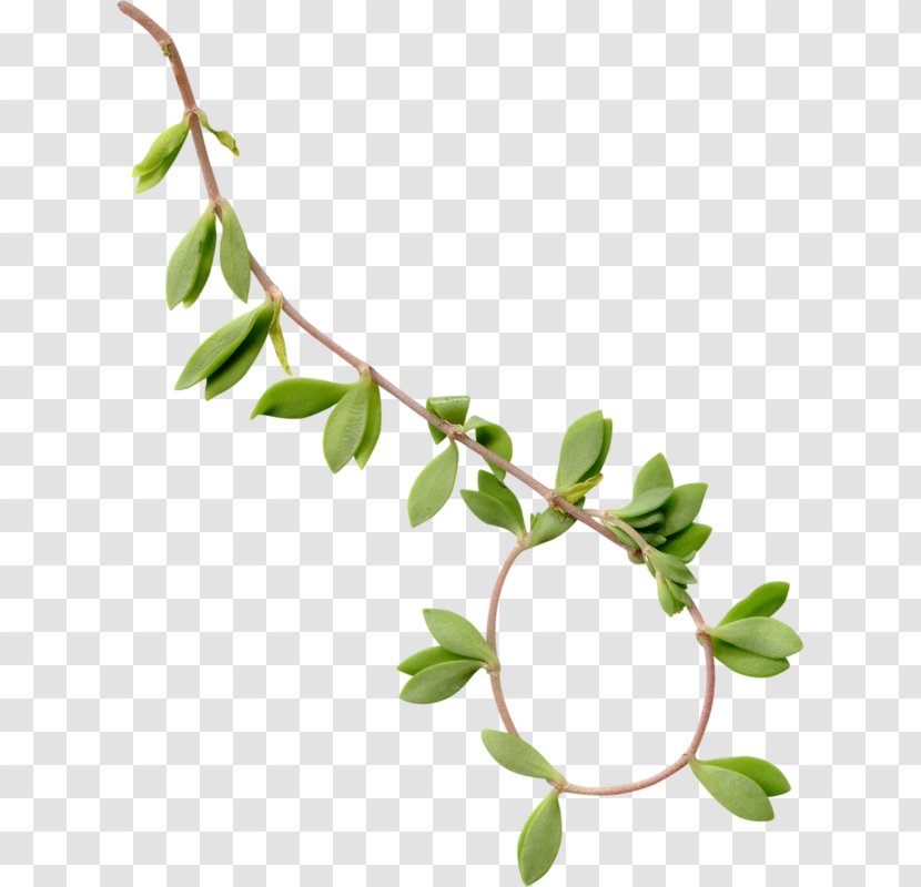 Leaf Tree Branch - Flowering Plant Transparent PNG
