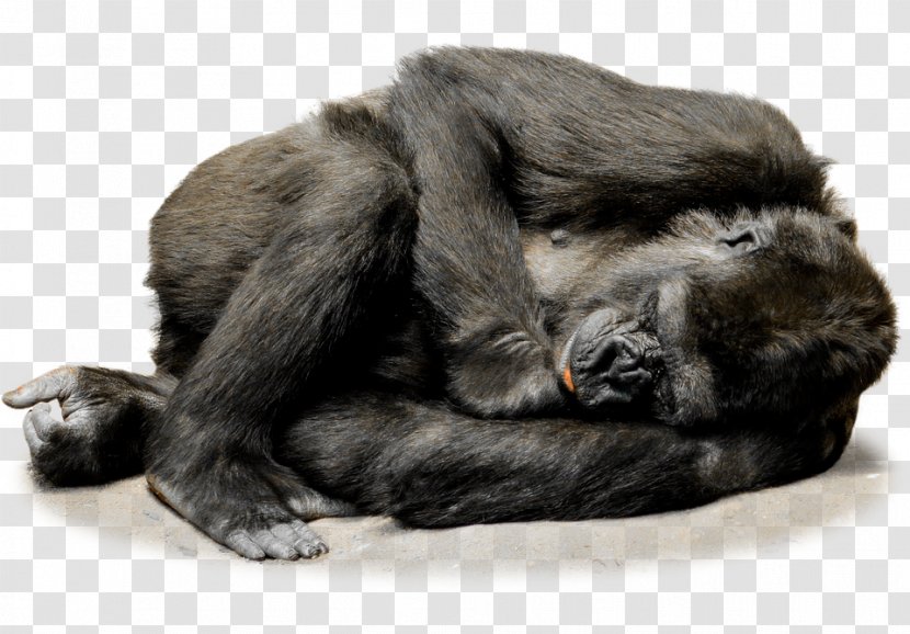 Gorilla Ape Primate Monkey Macaque Transparent PNG