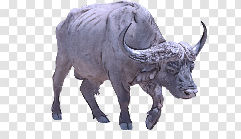 Ox Bull Bison Goat Transparent PNG