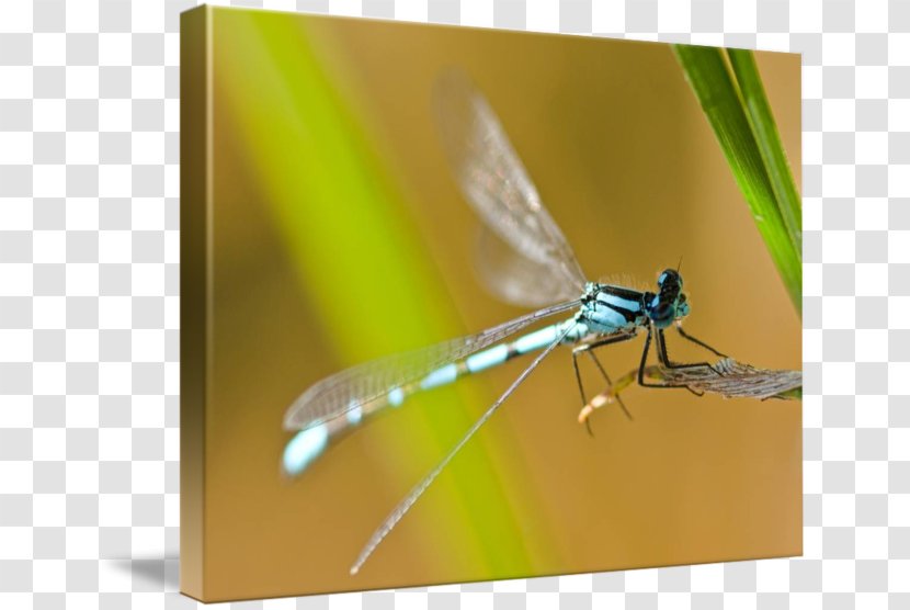 Dragonfly Damselflies Macro Photography - Pest Transparent PNG