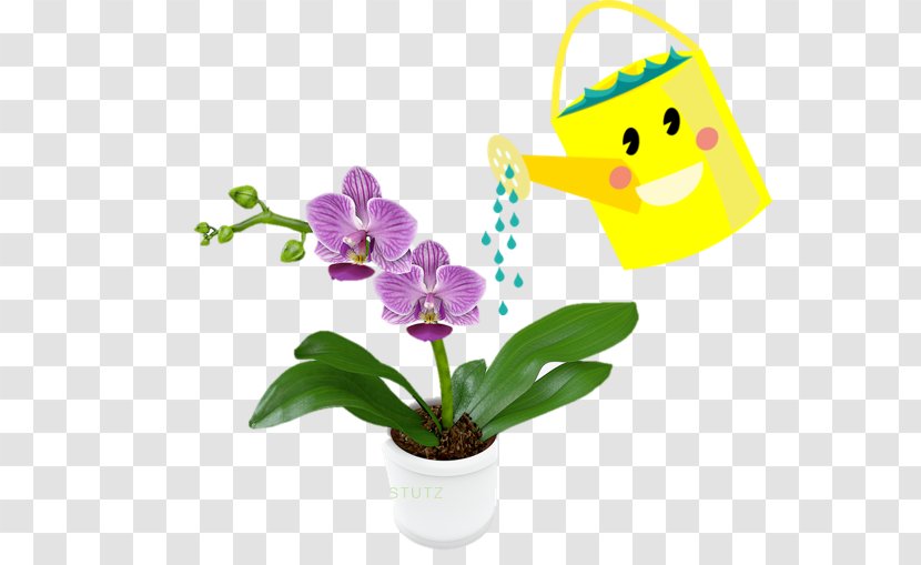 Orchids Flowering Plant Moth Orchid Crop - Lazada Indonesia - Flower Transparent PNG