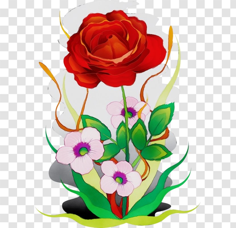 Garden Roses - Rose Family Plant Transparent PNG