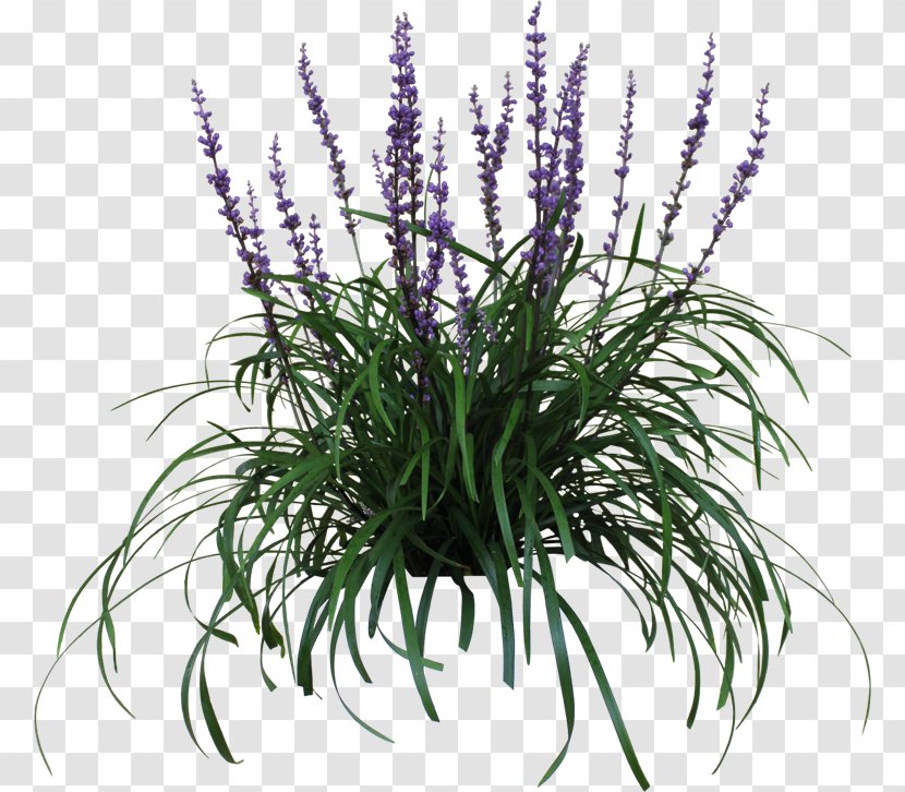 Lily Turf Plant Grape Hyacinth Garden Flower - Flowerpot - Leaf Specimen Transparent PNG