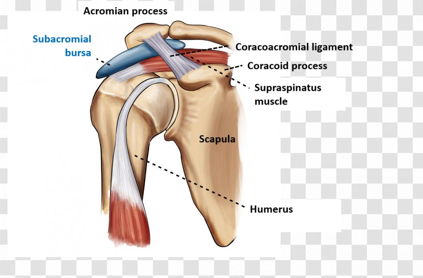 Subacromial Bursitis Shoulder Impingement Syndrome Bursa - Watercolor - Silhouette Transparent PNG