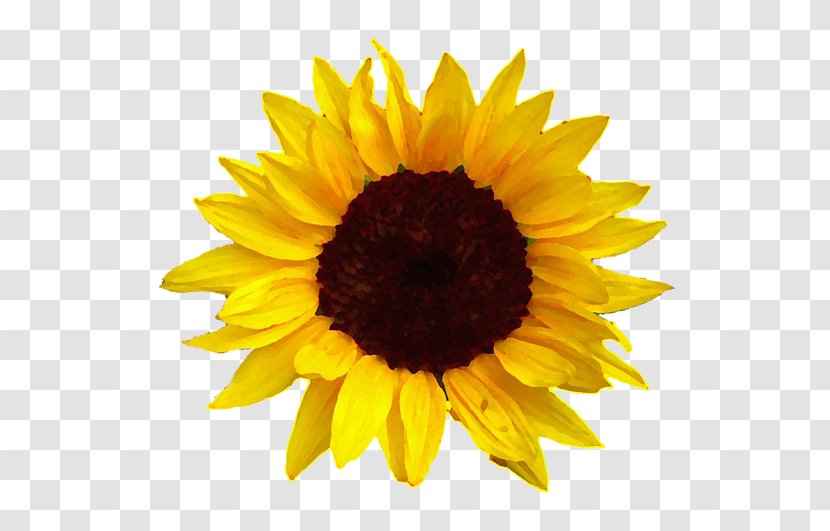 Common Sunflower Oil Clip Art - Flower - Sunflowers Transparent PNG