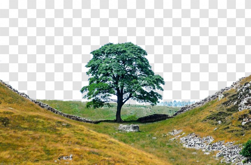 Hadrians Wall Path Branch Roman Empire Hill - Ecosystem - Col Tree Transparent PNG