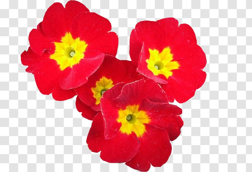 Red Flower Yellow No Petal - Primula Transparent PNG