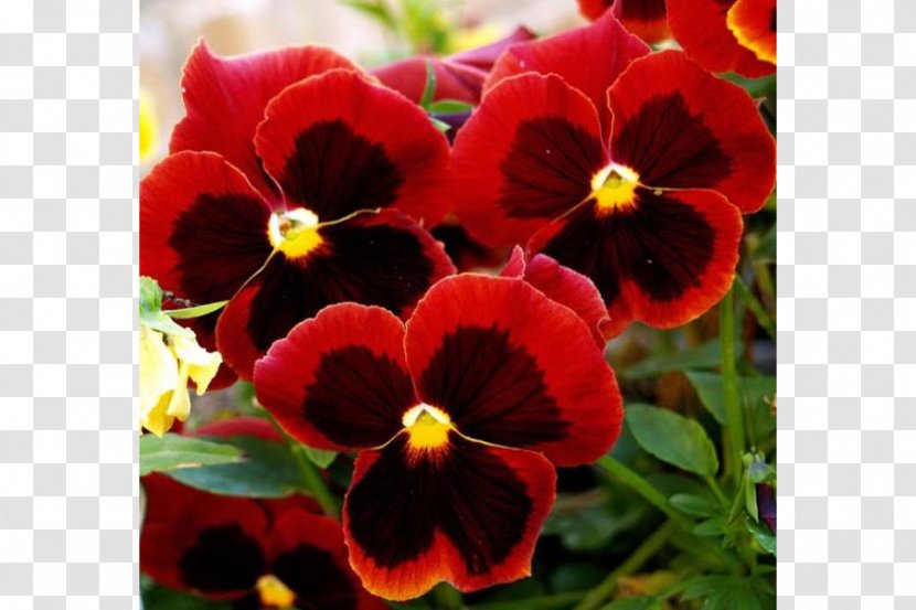Wild Pansy Love Edible Flower Plant - Filtro Transparent PNG
