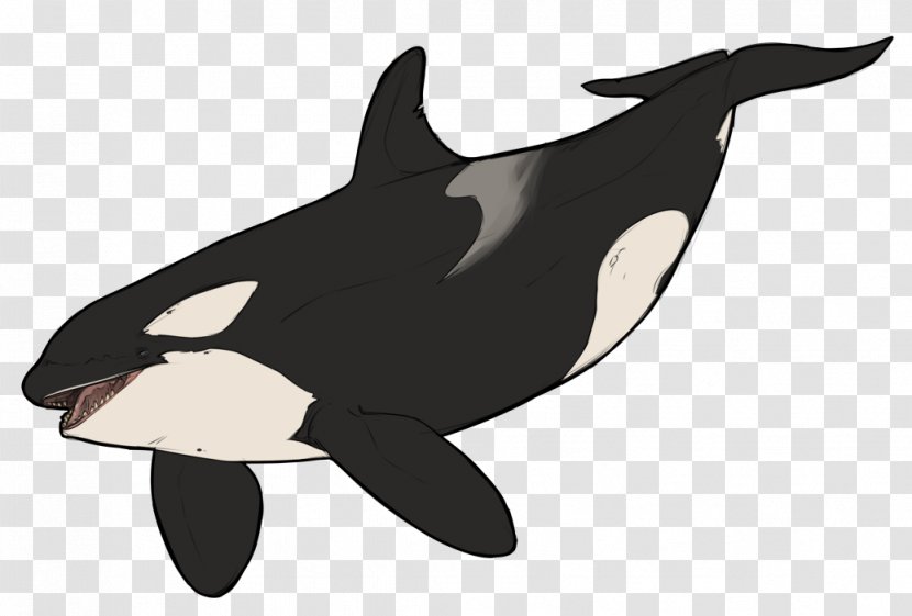 Killer Whale Dolphin Wildlife Animal - Marine Mammal Transparent PNG