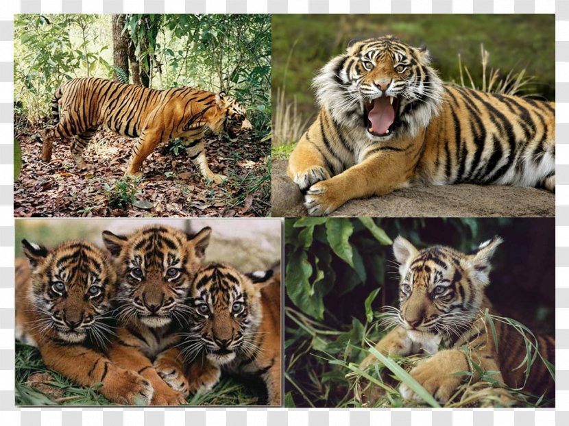 Sumatran Tiger Javan Lion Biology - Mammal Transparent PNG