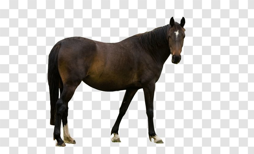 Horse Animal Figure Mare Mane Stallion - Sorrel - Liver Transparent PNG